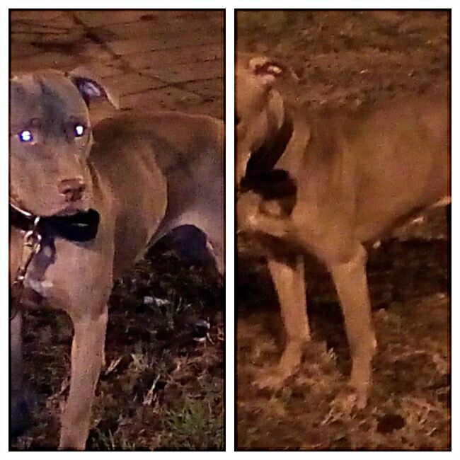 Photo of the dog