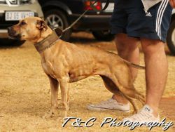 Photo of the dog