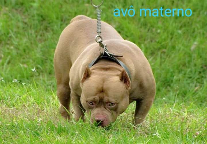 Photo of the dog