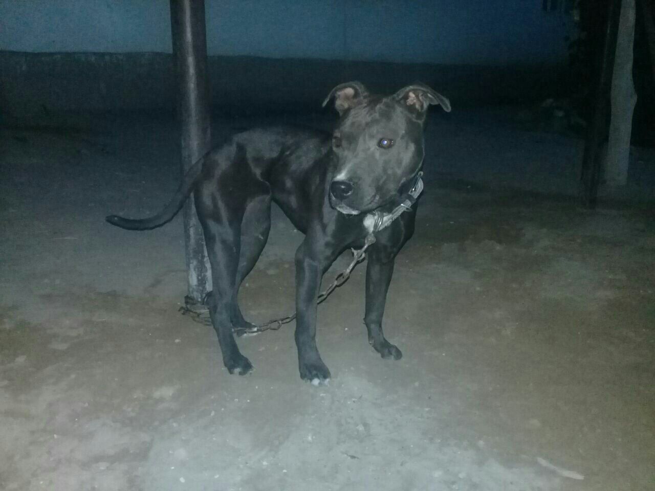 Photo of the dog
