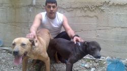 Photo of the dog