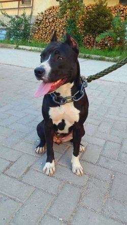 Photo of the dog