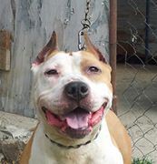 Photo of the dog