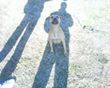 Photo of the dog