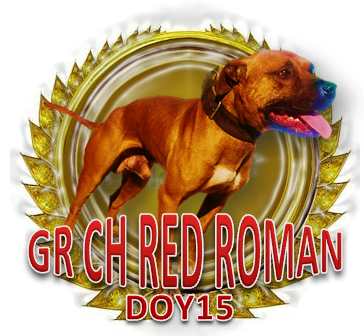 Photo of the dog