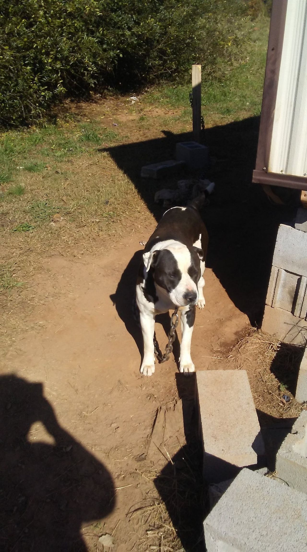 Photo of the dog
