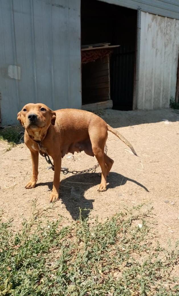 Photo of the dog