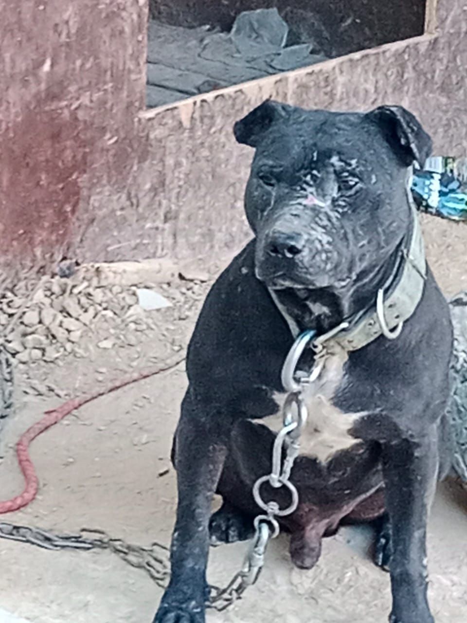 Photo of the dog