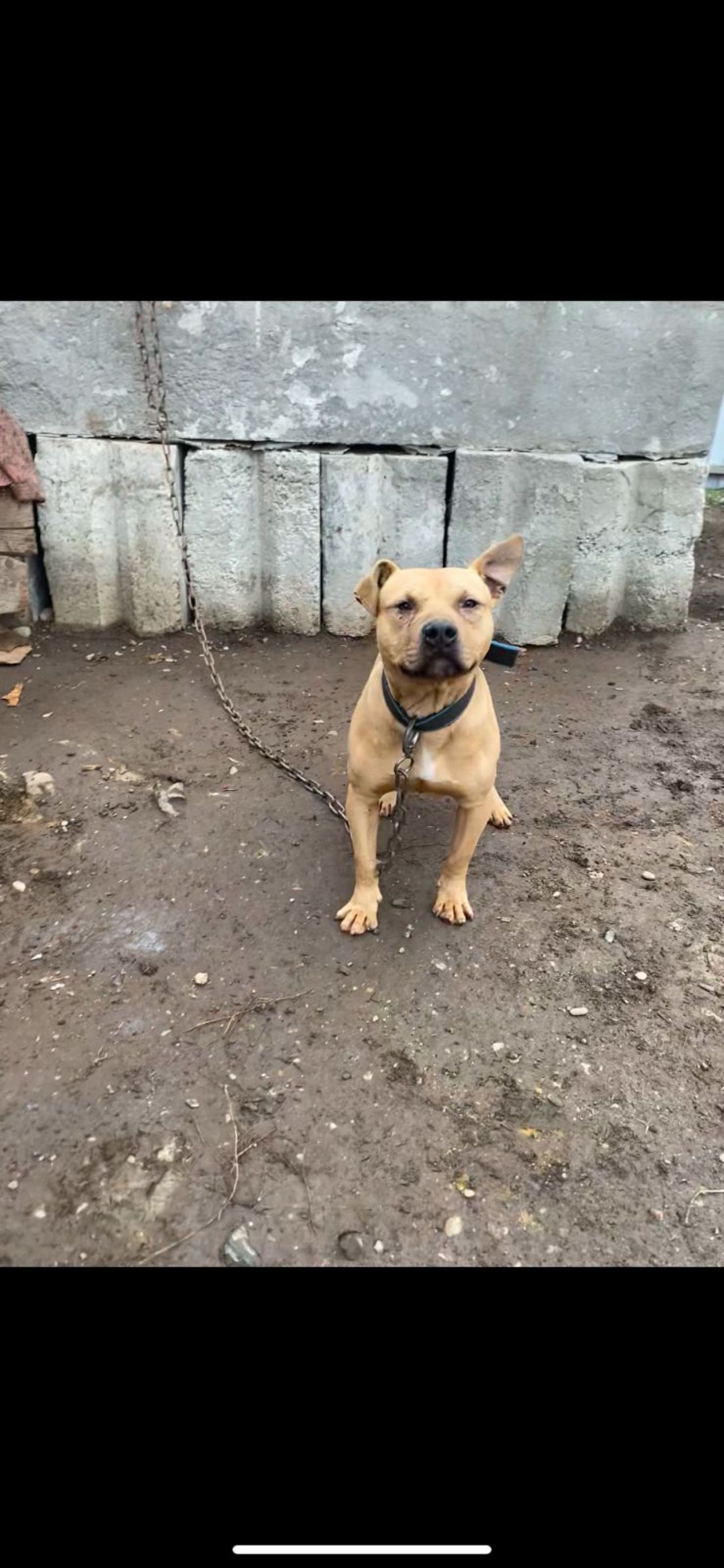 Photo of the dog