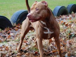 Photo of the dog