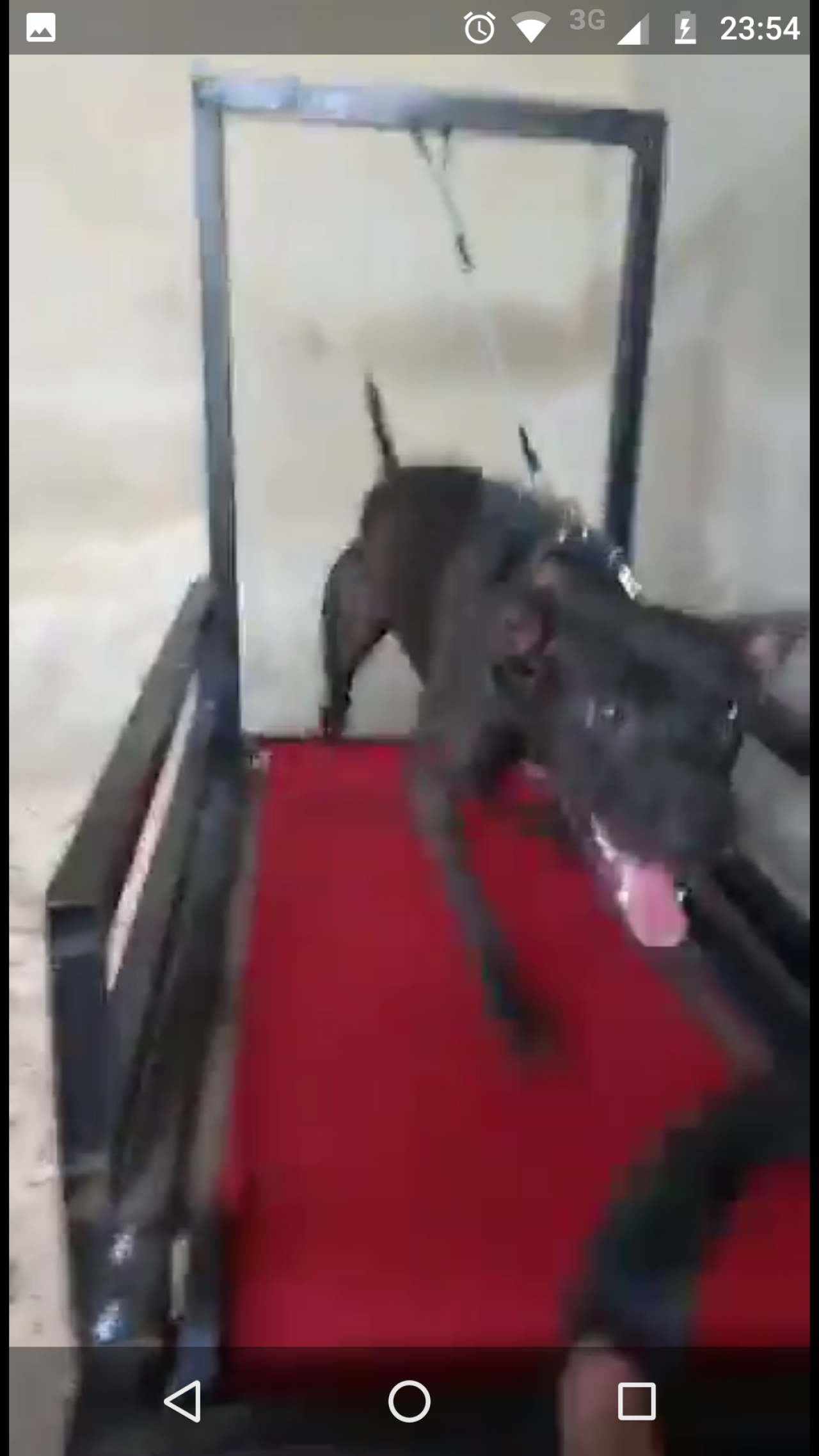 Photo of the dog