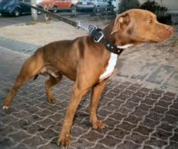Photo of the dog
