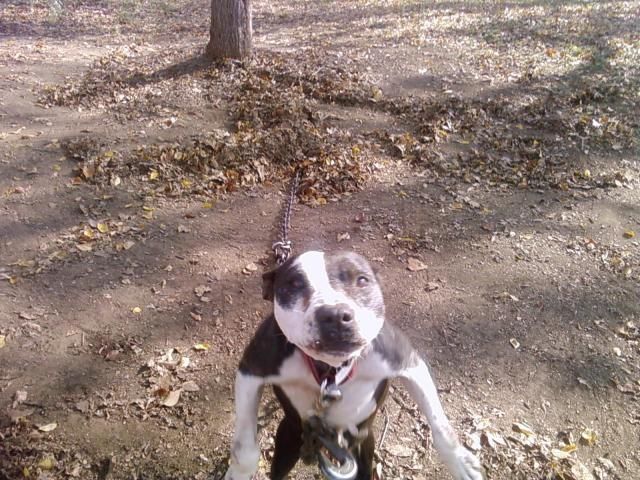 Photo of the dog