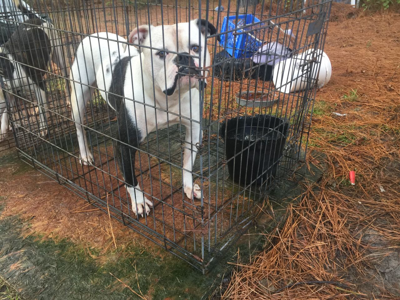 Photo of the dog