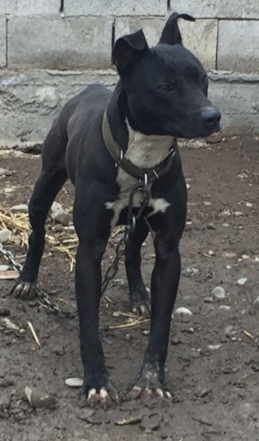 Photo of the dog