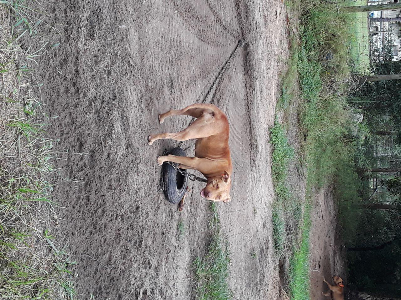 Photo of the dog