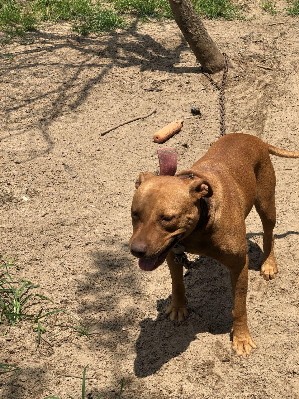 Photo of the dog