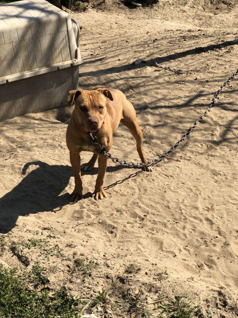 Photo of the dog