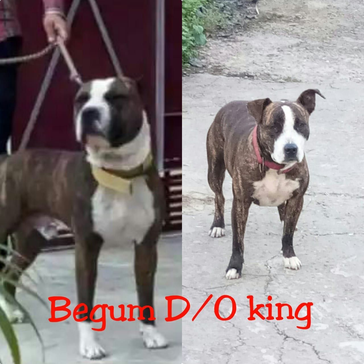 Photo of the dog