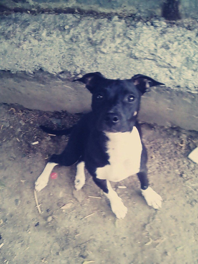 Photo of the dog
