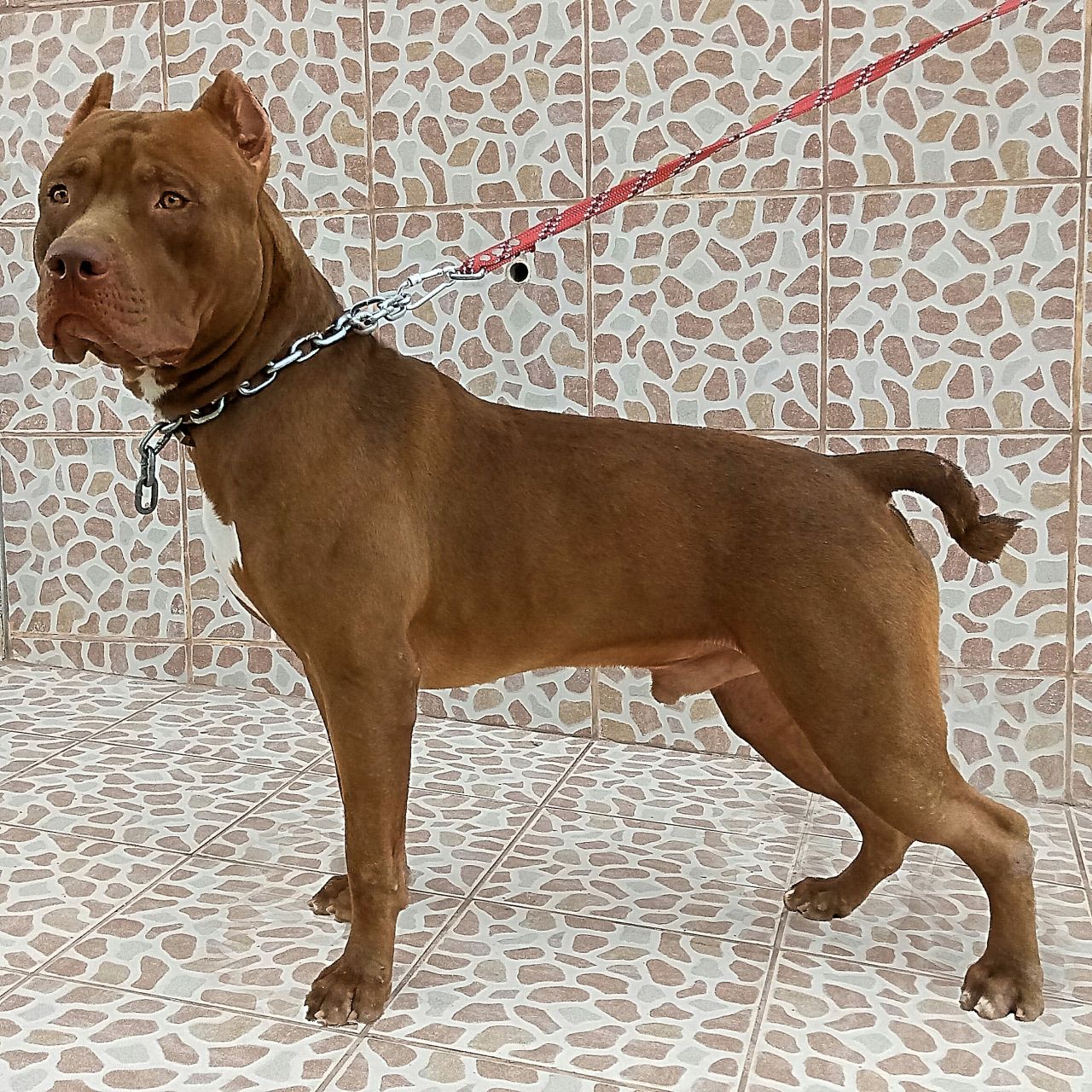 Photo of the dog