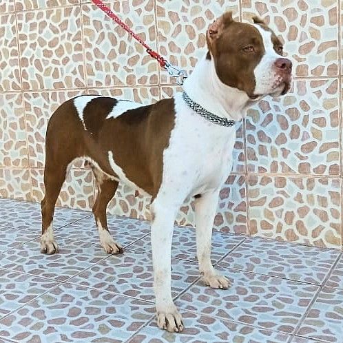 Photo of the dog