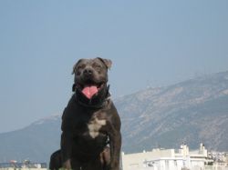 Photo of the dog
