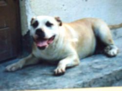 Photo of the dog