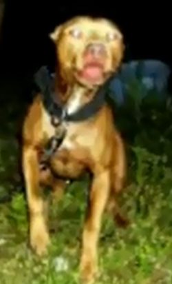 Photo of the dog