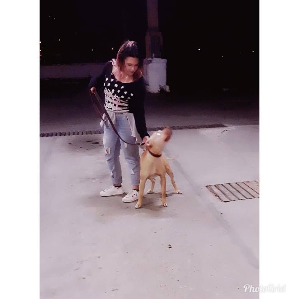 Photo of the dog