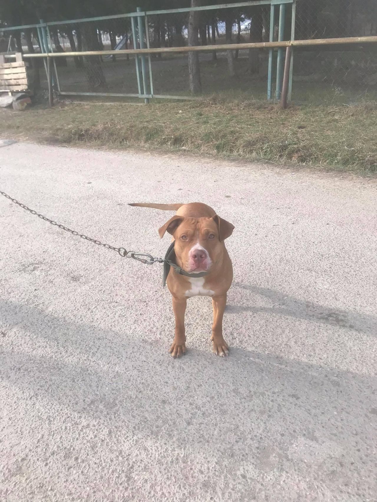 Photo of the dog