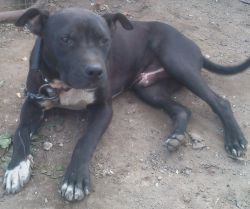 Photo of the dog