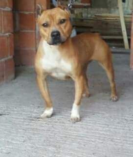 Photo of the dog