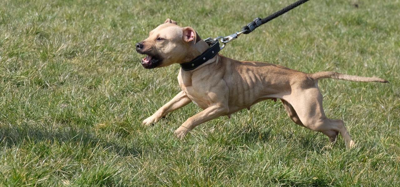 Photo of the dog