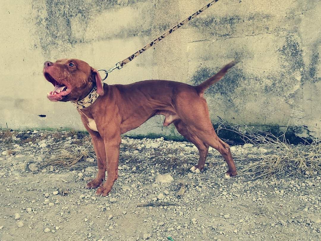 Photo of the dog