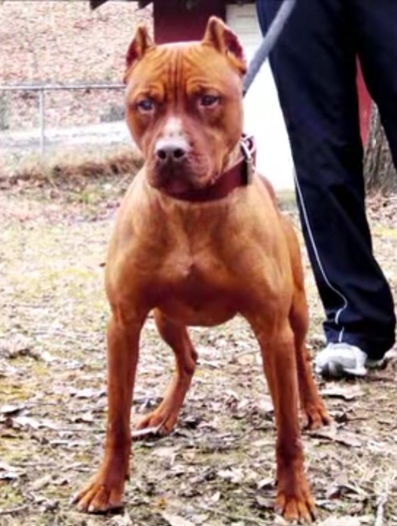 Photo of the dog