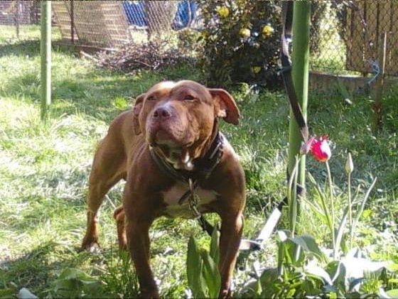 Photo of the dog