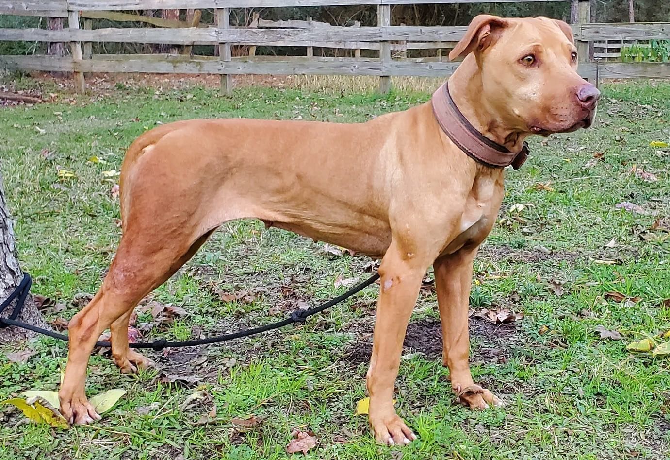 Photo of the dog