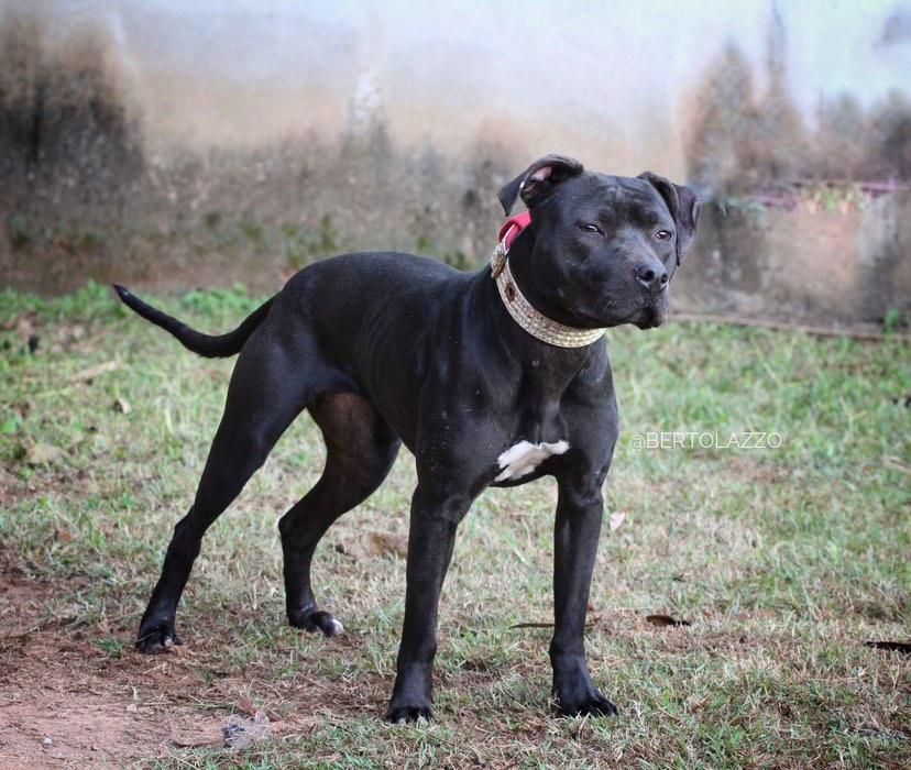 Photo of the dog