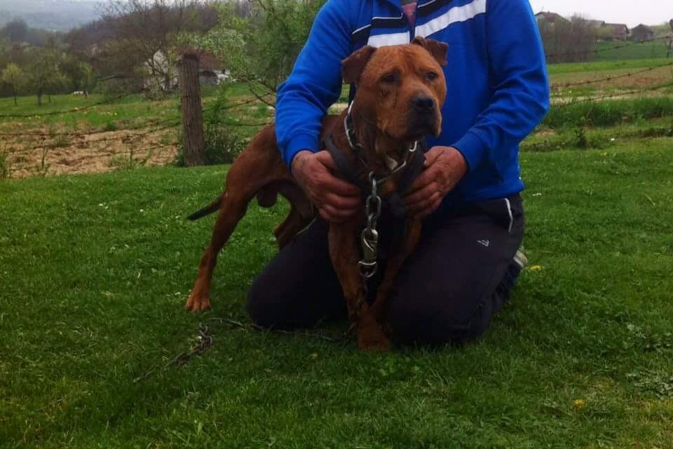 Photo of the dog