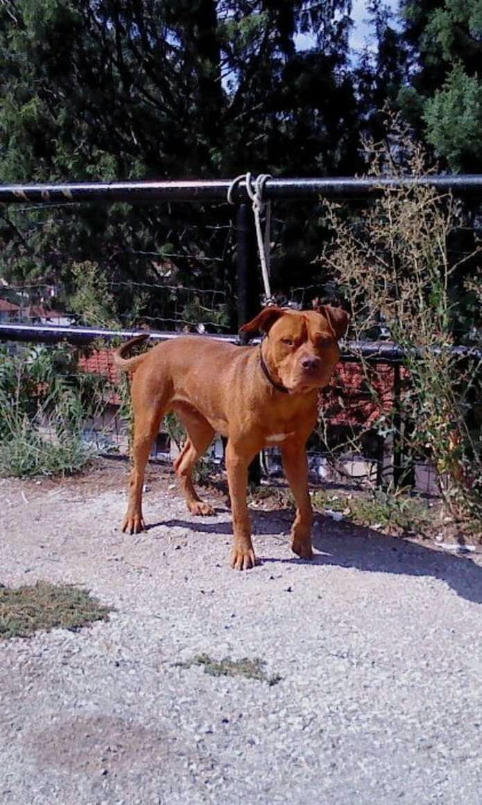 Photo of the dog