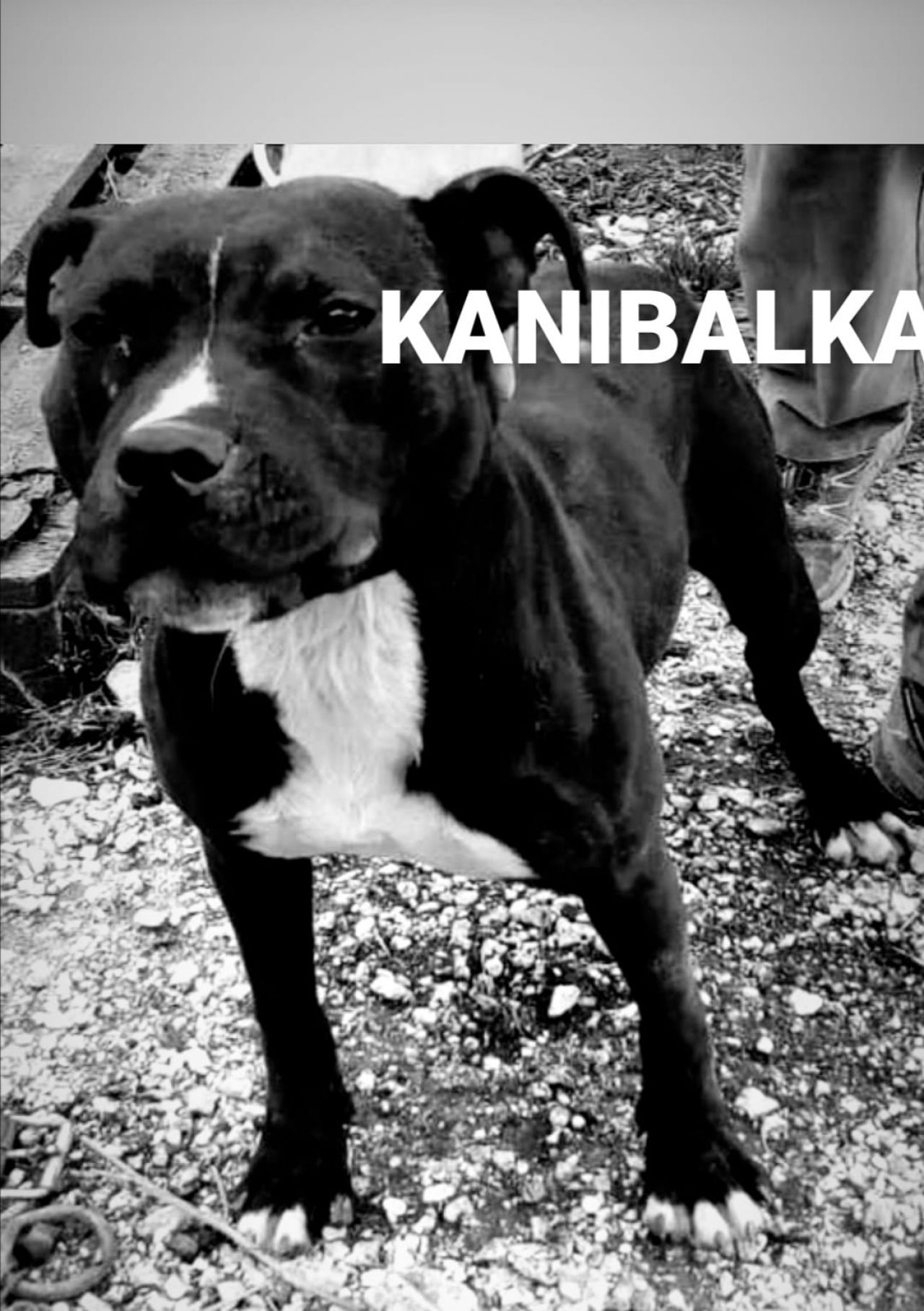 Photo of the dog