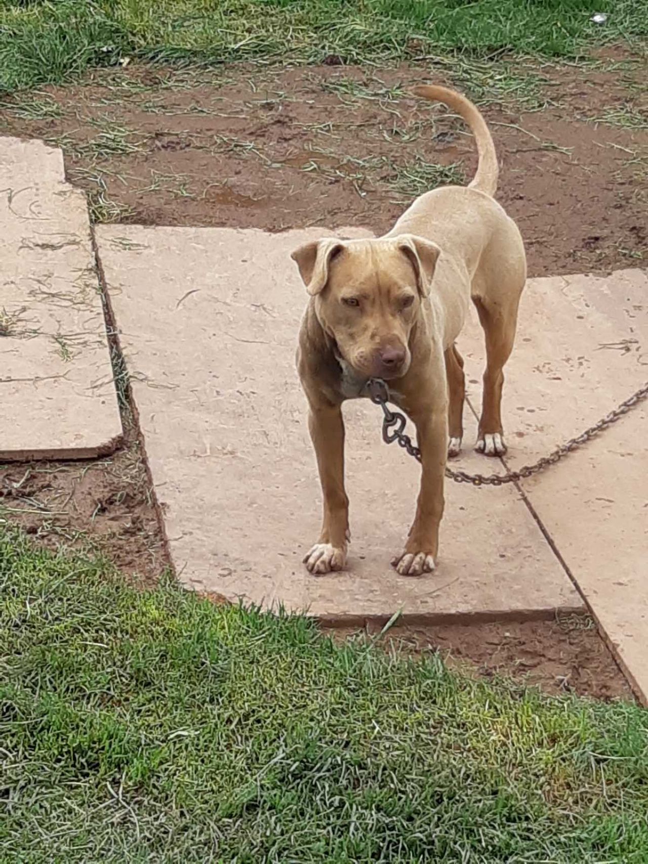 Photo of the dog