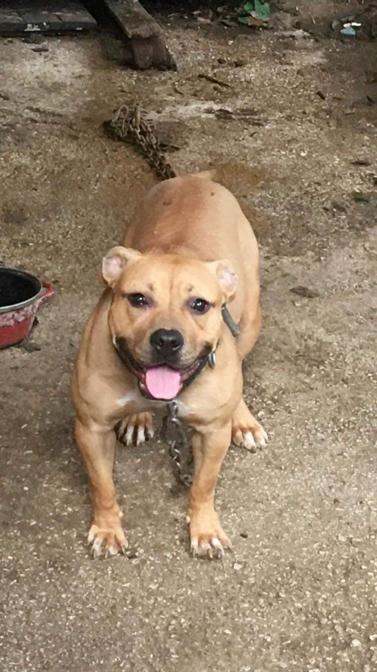 Photo of the dog