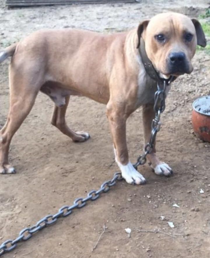 Photo of the dog