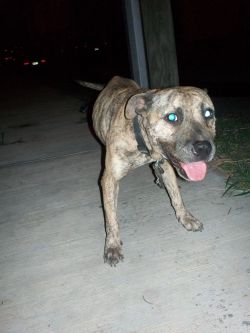 Photo of the dog