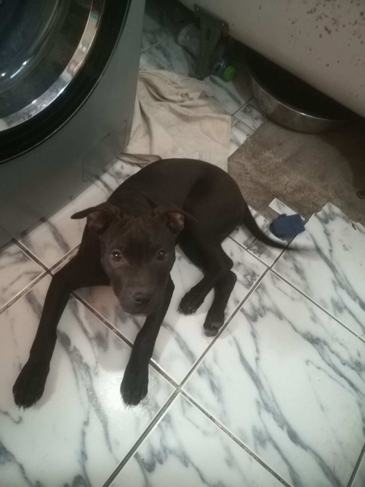 Photo of the dog