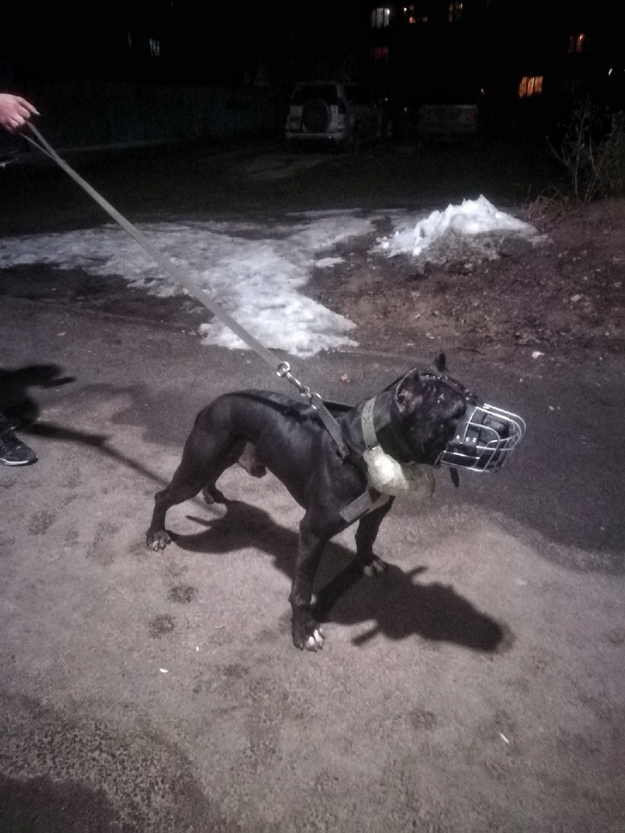 Photo of the dog