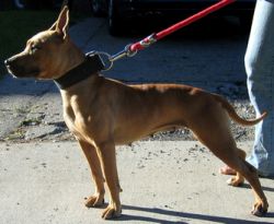 Photo of the dog