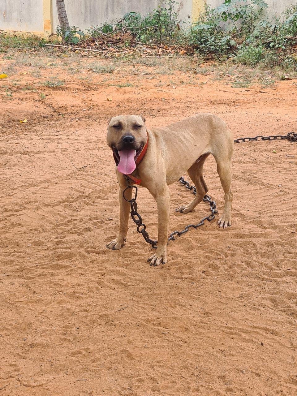 Photo of the dog